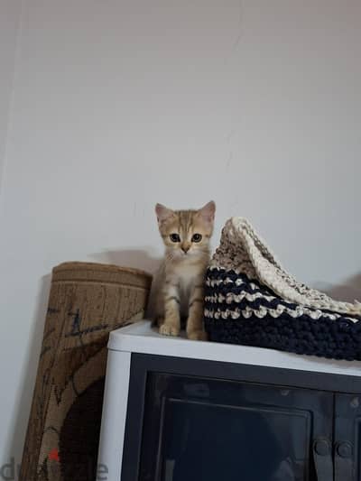 بنوته للبيع