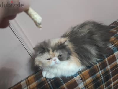 كاليكو بيرشن من أصول مسجلة
