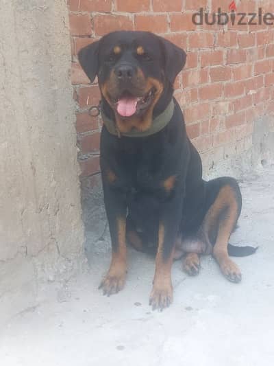 Rottweiler Female