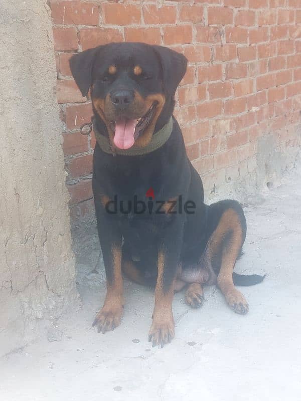 Rottweiler Female 1