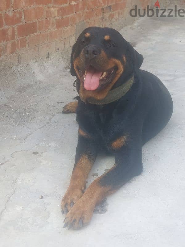 Rottweiler Female 2