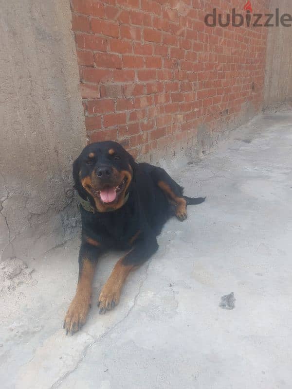 Rottweiler Female 3