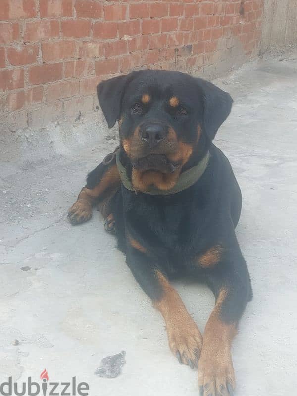 Rottweiler Female 4