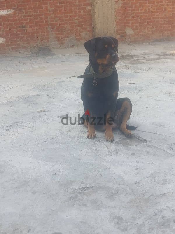 Rottweiler Female 5
