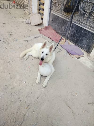 للبيع  او البدل كلب وايت جيرمن