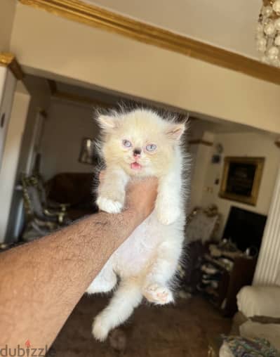 بنت هملاي باي كلر دبدوبة صغيره عيون زرقا