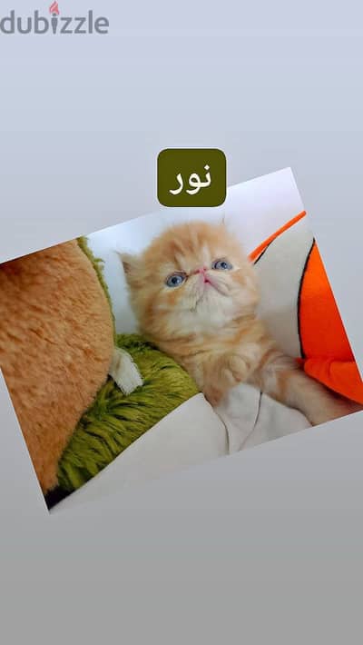 قط بيرشن
