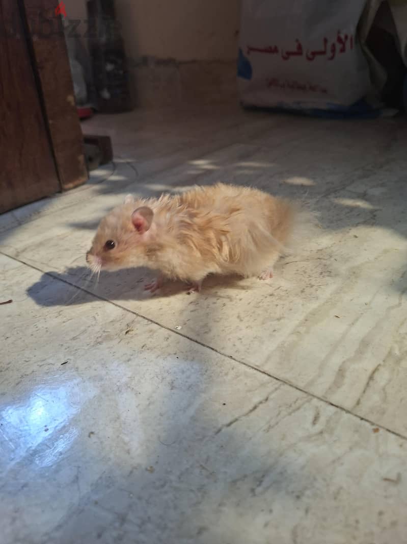 هامسر 1