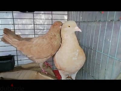 مطلوب زكرين رومي مالطي يكون شغالين او اول شغل