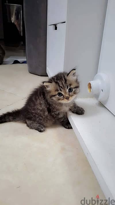 قطط شيرازي