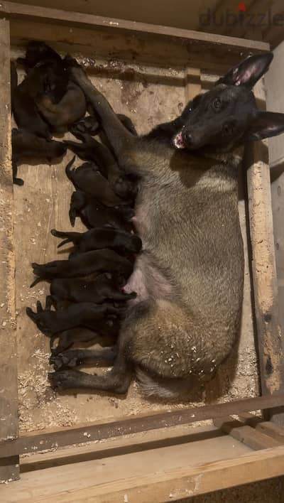 نتايه مالينو | Malinois Female