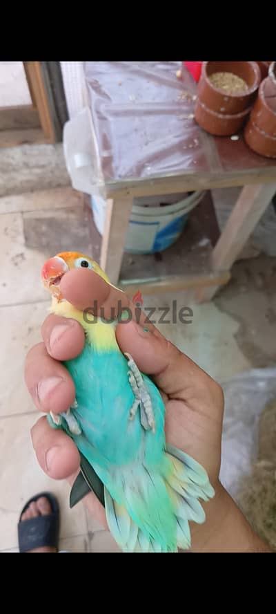 نتايه باربلو شغاله