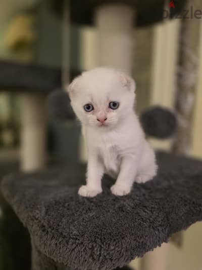 Scottish fold