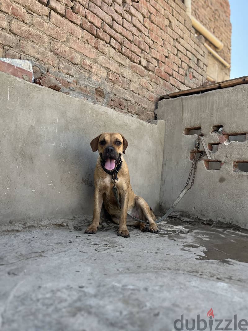 Mastiff puppy 1
