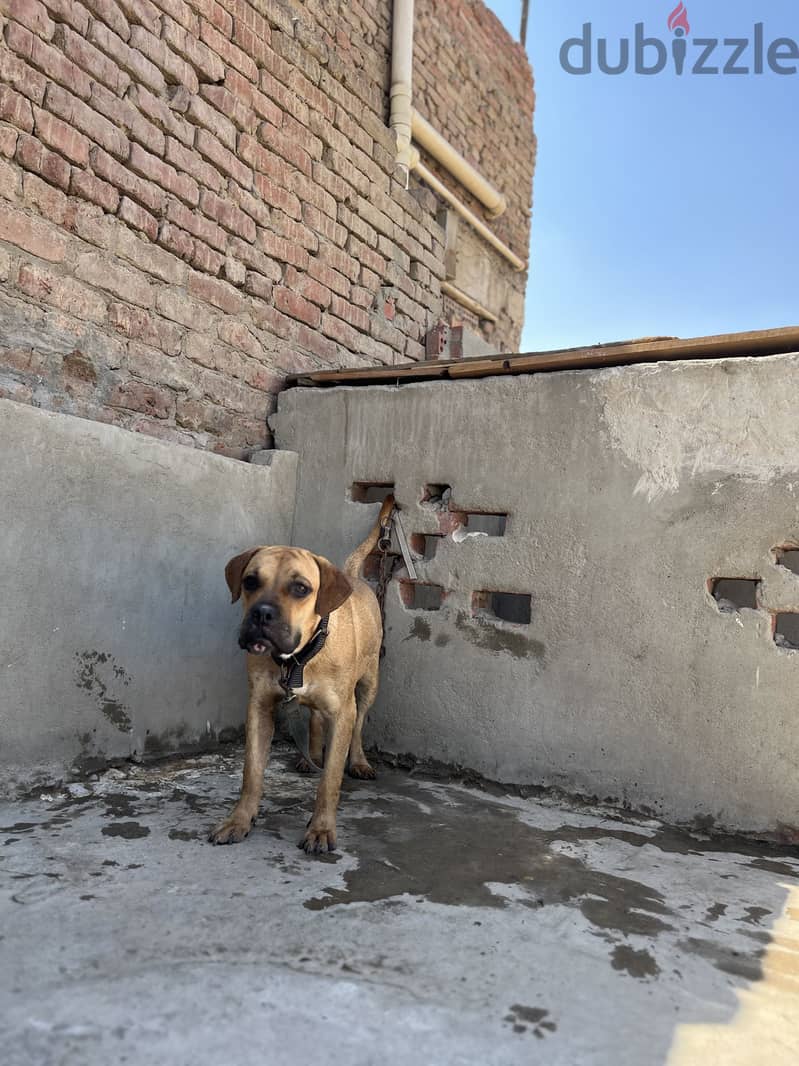 Mastiff puppy 3