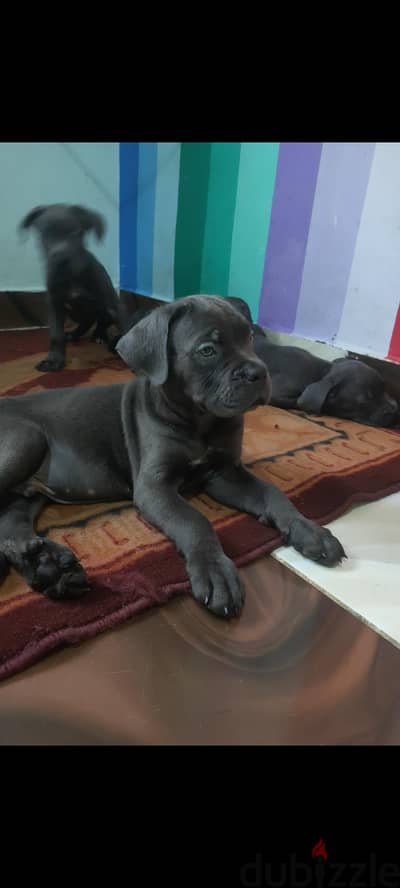 جراء cane Corso مستوى عالى جدا