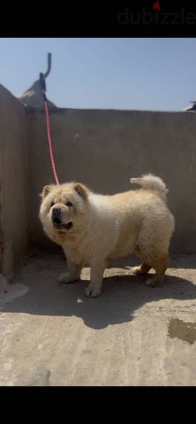 Chow chow  female