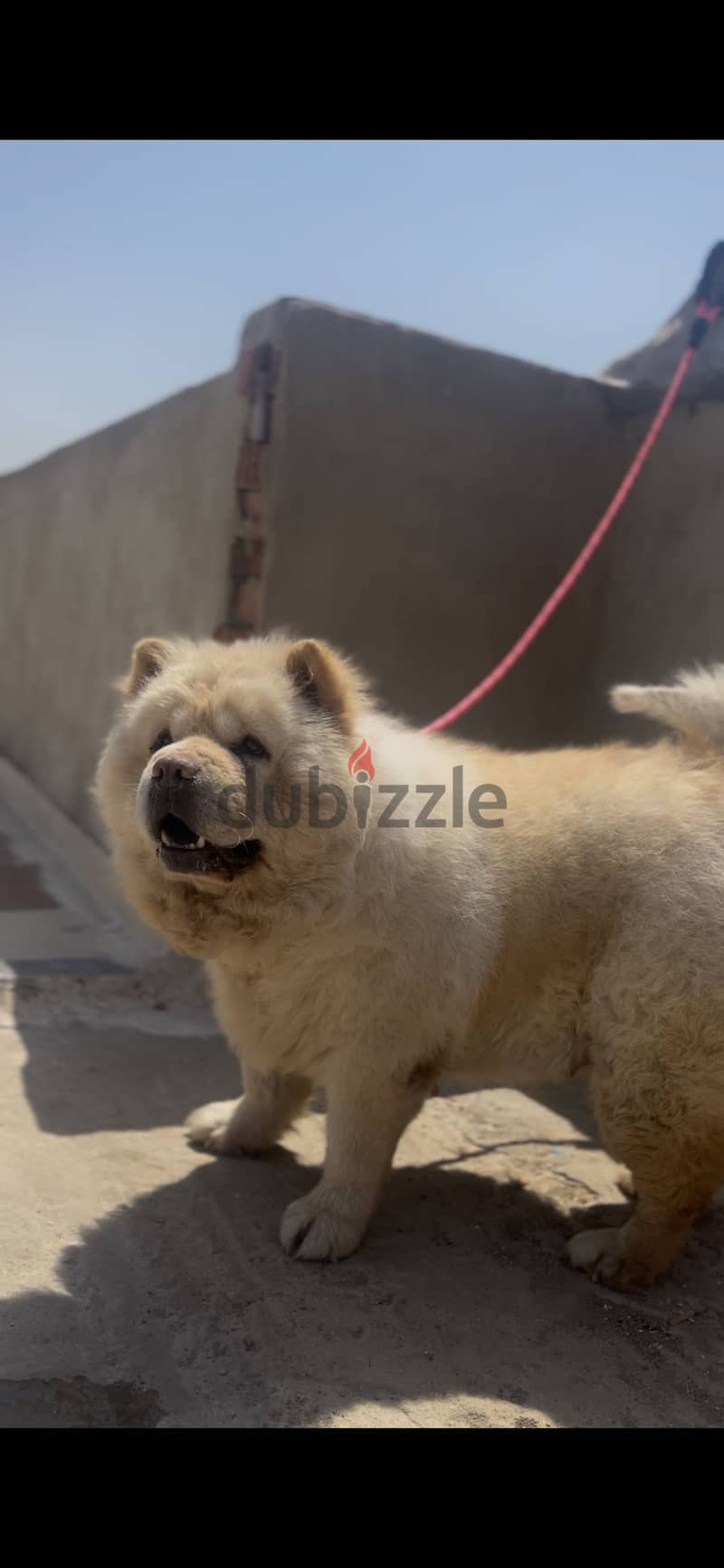 Chow chow  female 1