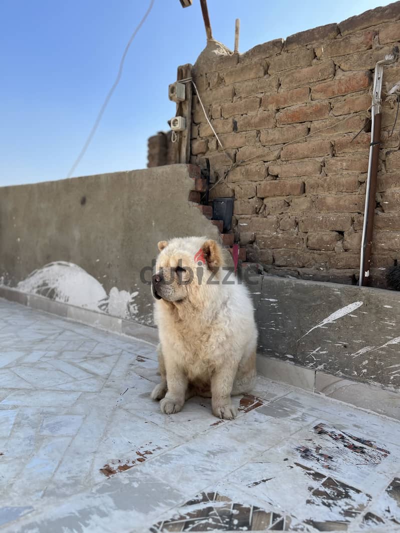 Chow chow  female 2