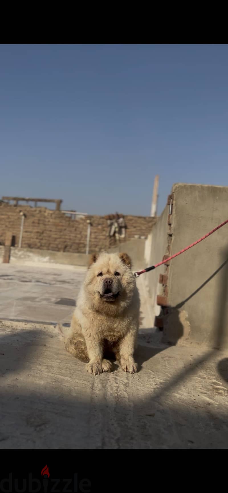 Chow chow  female 3
