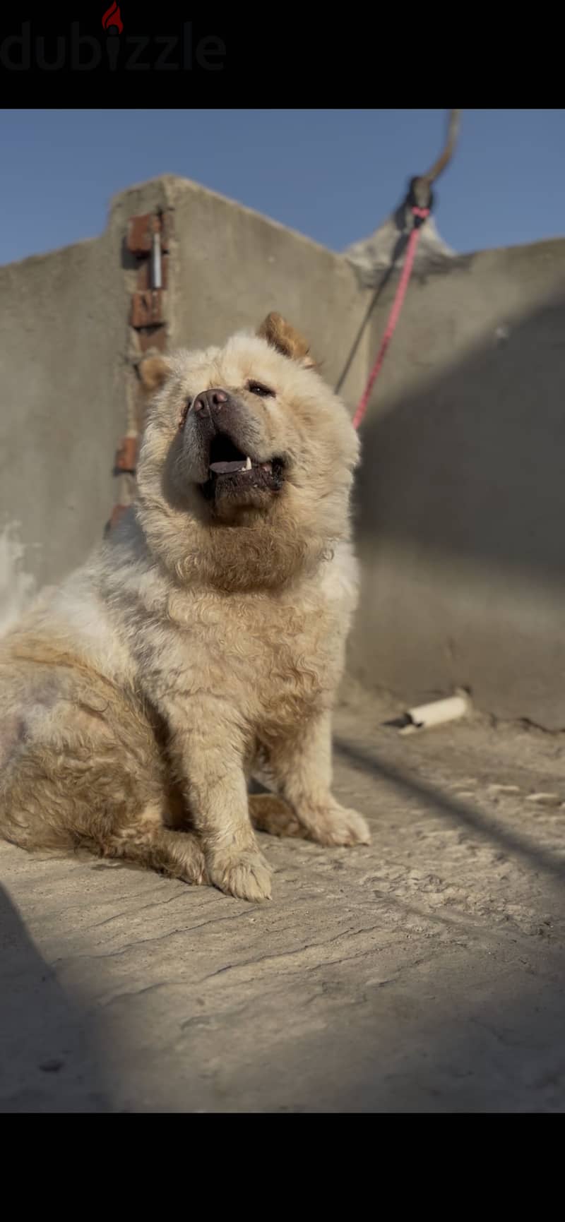 Chow chow  female 4
