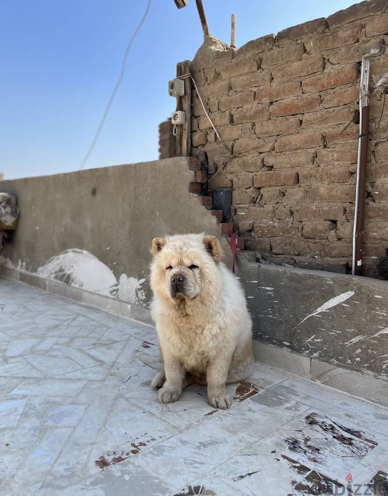 Chow chow  female 5