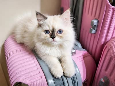 cat kittens قطط كيتينز