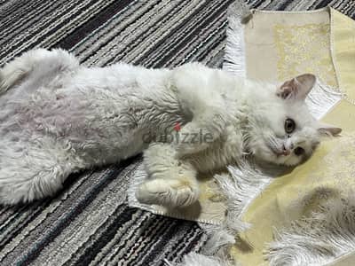 قطه بيضاء كثيفة الفراء