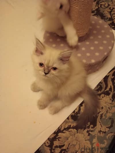 قطه هيمالايا