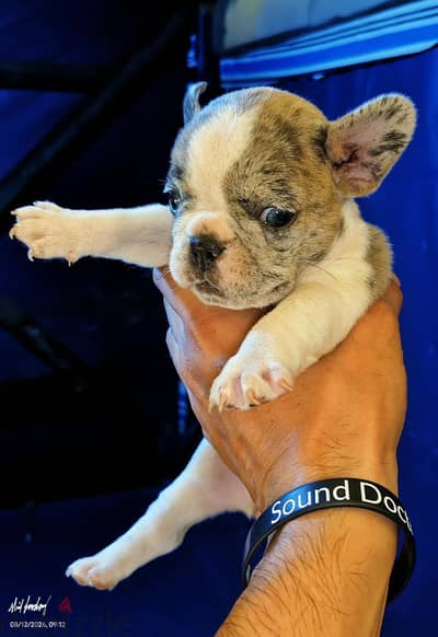 Pure French Bulldog