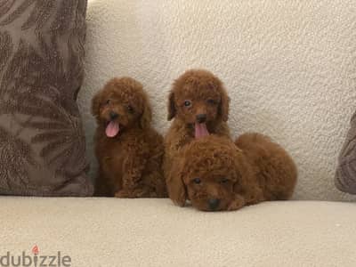 Tcup poodle with pedigree fci