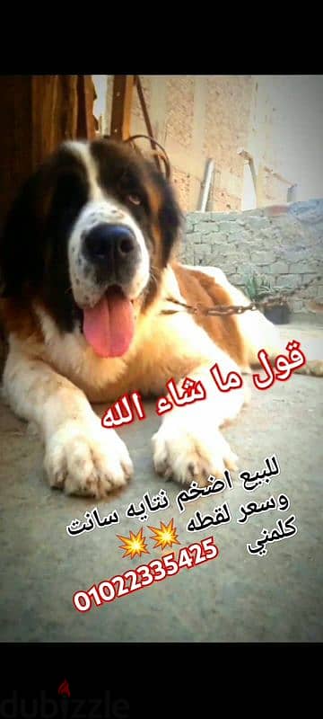 للبيع اضخم واجمل نتايه سانت بفضل الله ام منتجه بالضمان 01022335425