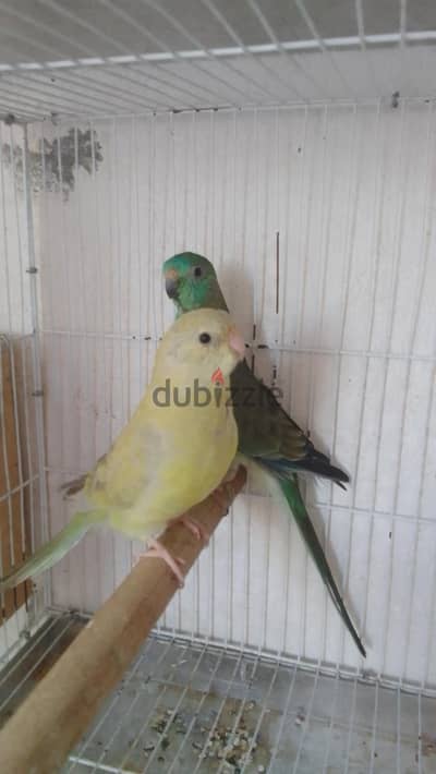 للبيع فقط
