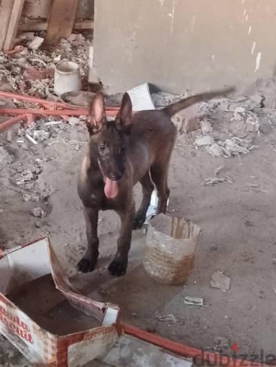 4 جراوي مالينو للبيع ذكر و3 اناث عمر 4شهور  خصم خاص للي هياخد 4