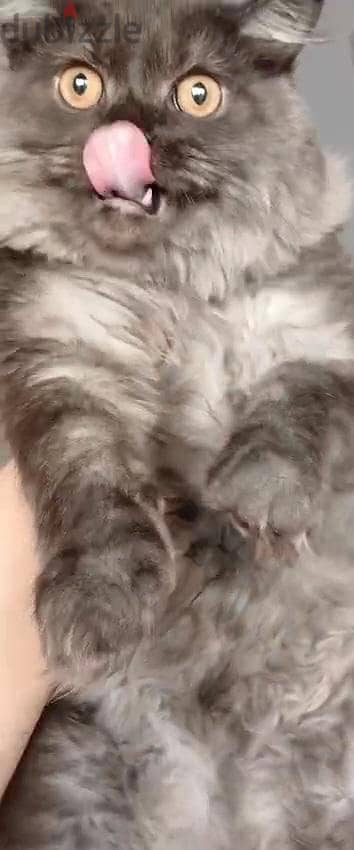 Rare colors Grey bottom and black back kitten  Silk Hair
