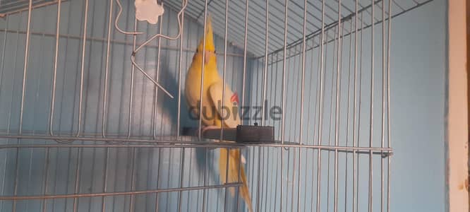 عصفور كوكتيل لاتيني للبيع عمره ٣ شهور و ١٢ يوم