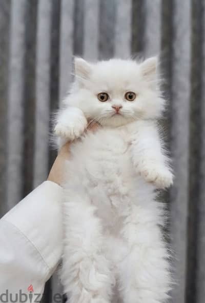 هاف بيكي بيور