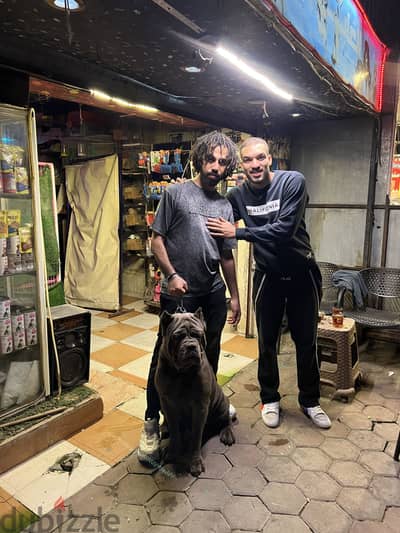 Cane corso كين كورسو