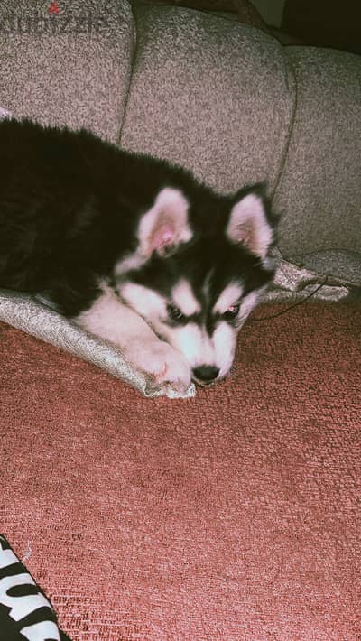 هاسكي  husky
