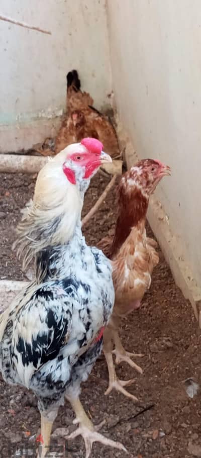 عيلة هندي ديك وفرختين