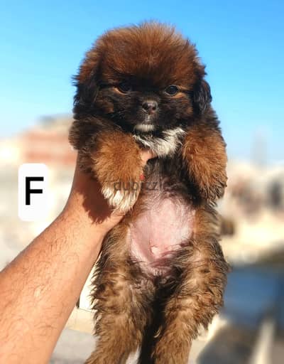 Pekingese