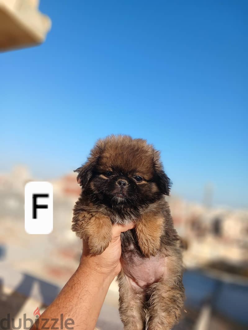 Pekingese 1