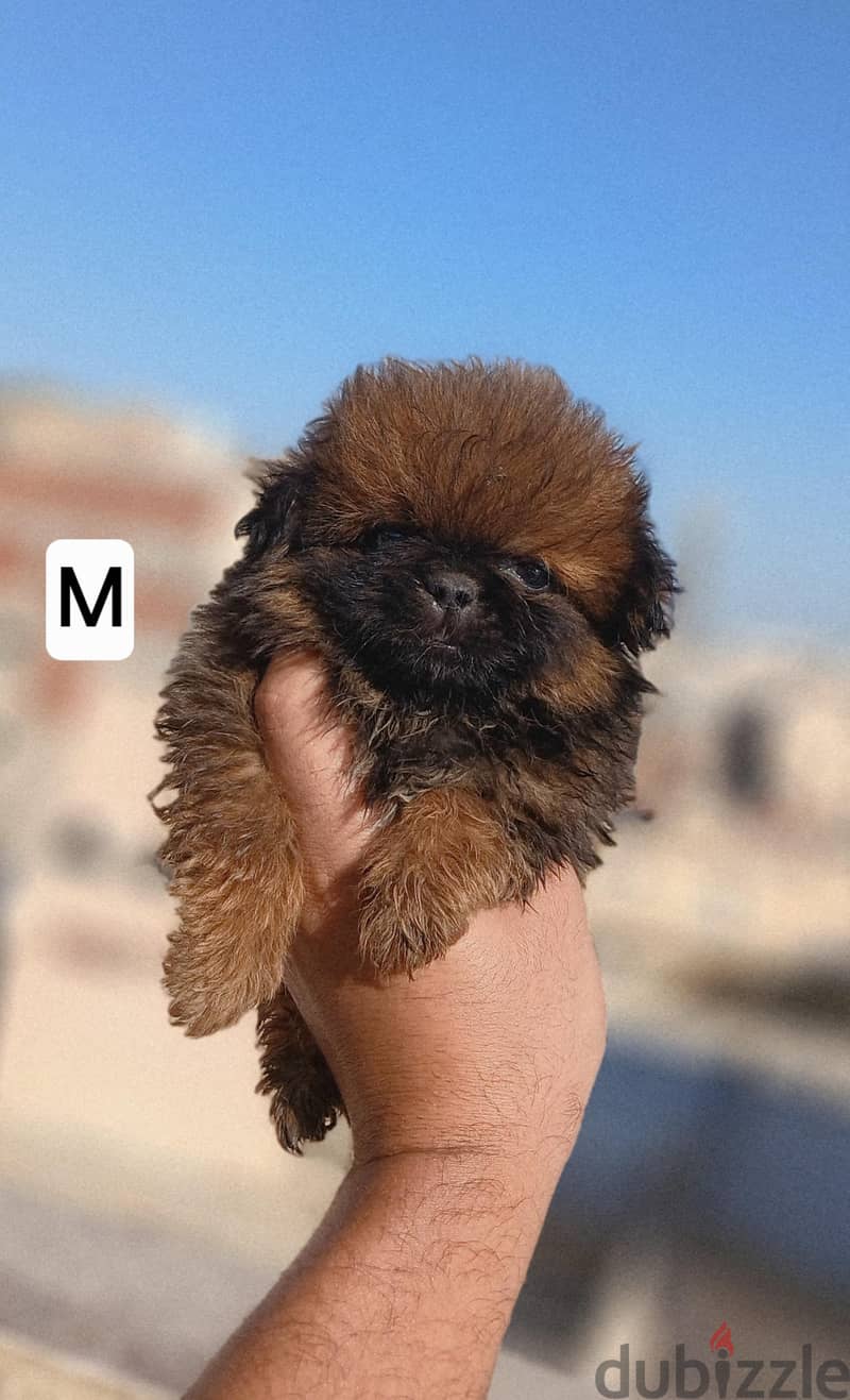 Pekingese 2