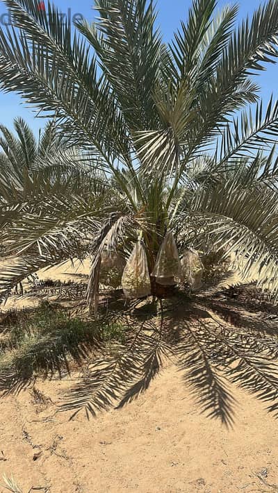 نخيل برحي فرنسي مثمر