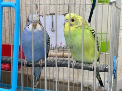 4 عصافير بإدحي بصحه ممتازه شباااب