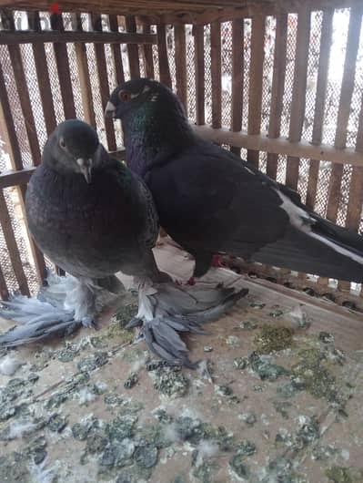 نتايه شقلباظ ما شاء الله