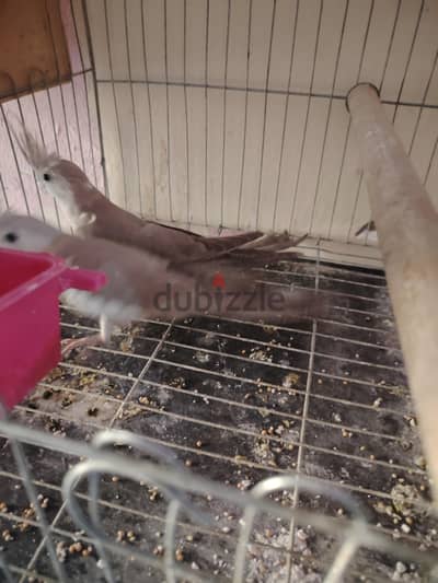 عصافير كوكتيل