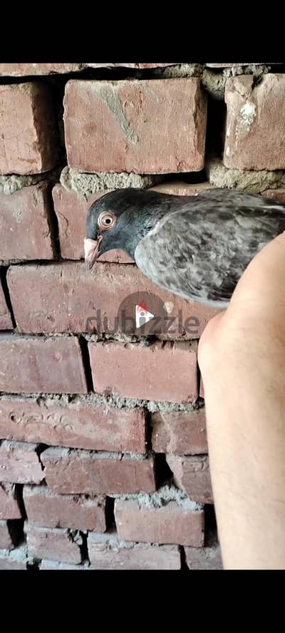 مجموعة حمام