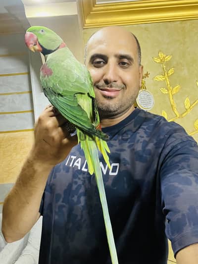 بسم الله مشاء الله ذكر أمريكي متكلم هادي جدا طيران حر بيحب لعب 4 سنين