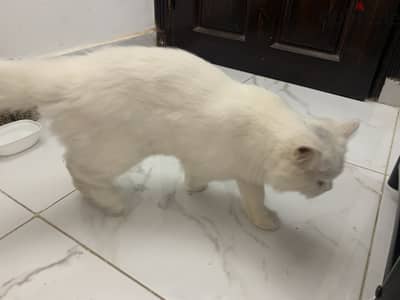 قط شيرازي